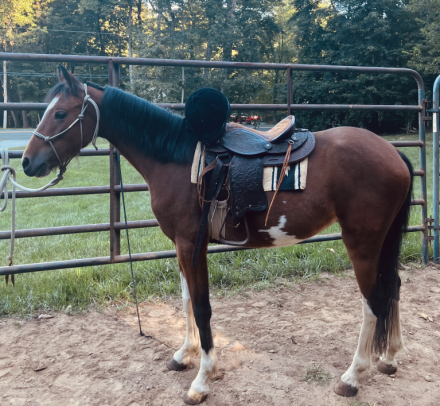 HorseID: 2302946 WIND DANCER - PhotoID: 1085443