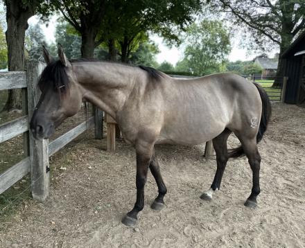 HorseID: 2302950 FGChanceofWinorLose - PhotoID: 1085454