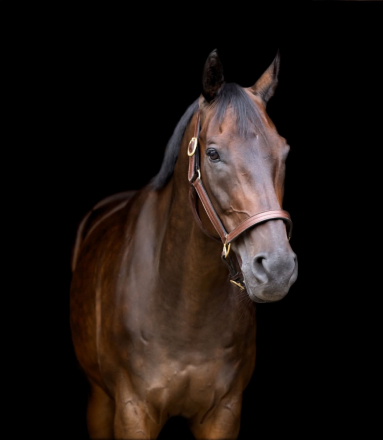 HorseID: 2302951 Rettelle - PhotoID: 1085361