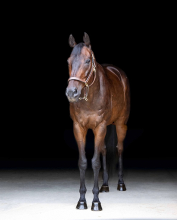 HorseID: 2302951 Rettelle - PhotoID: 1085362