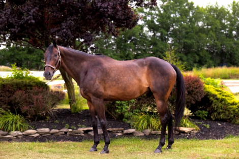 HorseID: 2302951 Rettelle - PhotoID: 1085363