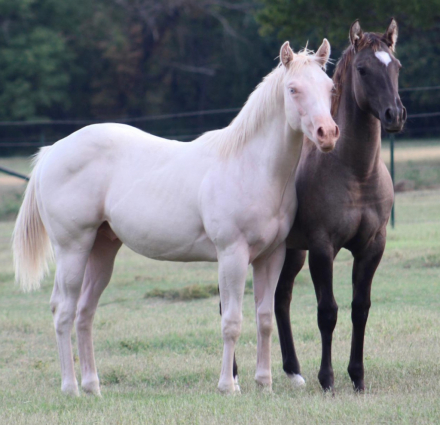 HorseID: 2302952 JUSTA SPLASH BOMB X PC DRIFT FROST - PhotoID: 1085456