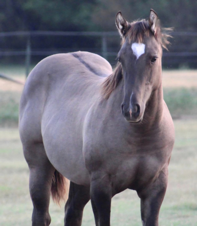 HorseID: 2302955 JUSTA SPLASH BOMB X MY PENNY IS GOLD - PhotoID: 1085460