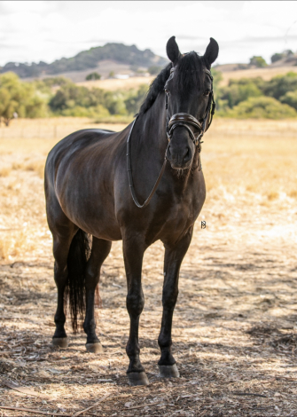 HorseID: 2302957 LL Valdivia - PhotoID: 1085461