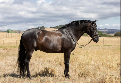 HorseID: 2302957 LL Valdivia - PhotoID: 1085462