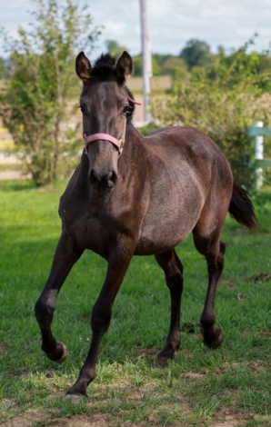 HorseID: 2302959 Fantastica Hernandez - PhotoID: 1085463