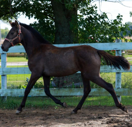 HorseID: 2302959 Fantastica Hernandez - PhotoID: 1085464