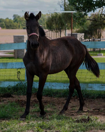 HorseID: 2302959 Fantastica Hernandez - PhotoID: 1085465