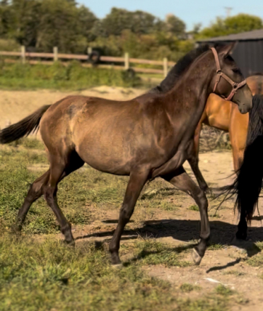 HorseID: 2302959 Fantastica Hernandez - PhotoID: 1085466