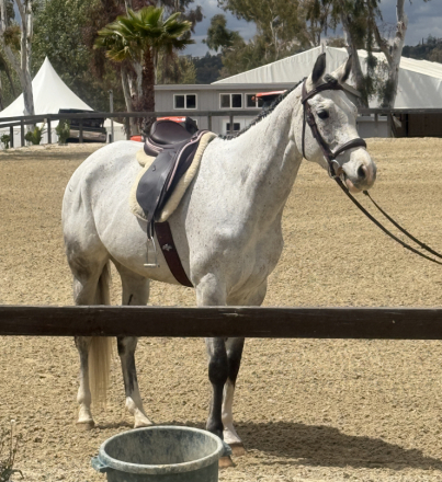 HorseID: 2302961 Tails She Wins “Betty Jo” - PhotoID: 1085468