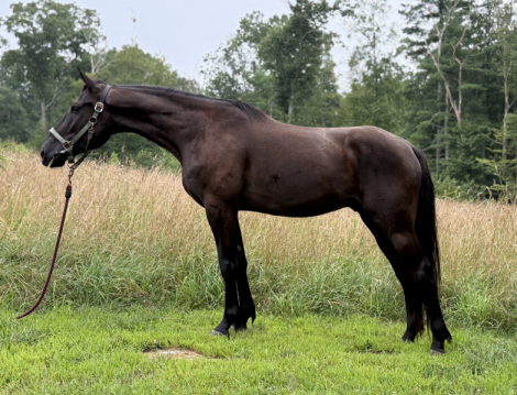 HorseID: 2302962 Raider - PhotoID: 1085469