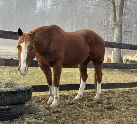 HorseID: 2302963 Bandit - PhotoID: 1085470