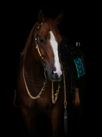 HorseID: 2302965 This Hamsters Smokin - PhotoID: 1085471