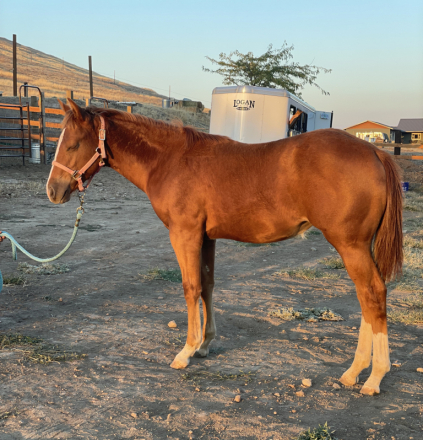 HorseID: 2302967 Flash Ur Boons - PhotoID: 1085476