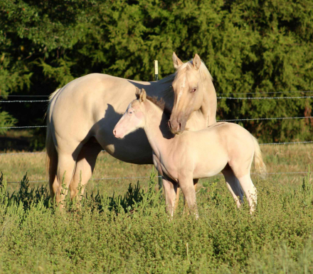 HorseID: 2302970 SHINING C AURORA DUN - PhotoID: 1085478
