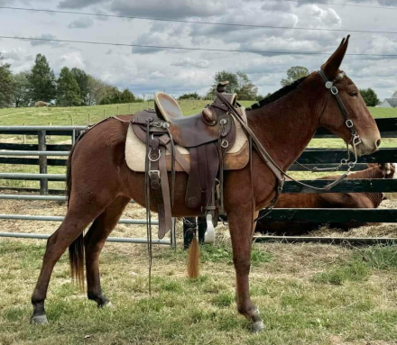 HorseID: 2302974 Ginger- Fern - PhotoID: 1085482