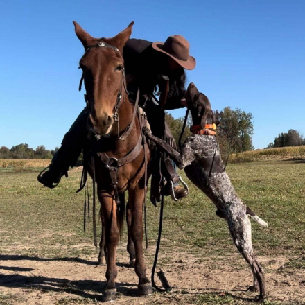 HorseID: 2302974 Ginger- Fern - PhotoID: 1085483