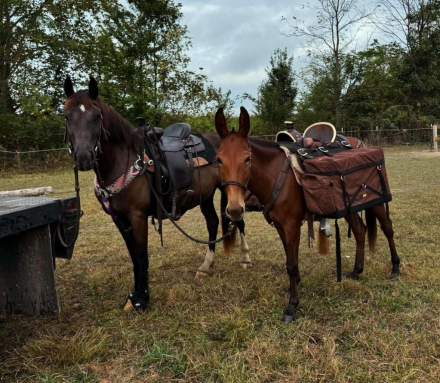 HorseID: 2302974 Ginger- Fern - PhotoID: 1085484