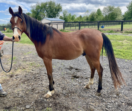 HorseID: 2302975 Infinity Bellizimo - PhotoID: 1085485