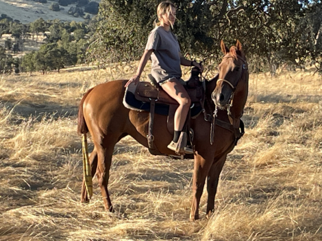 HorseID: 2302977 LAZY K PEPTO ZEN - PhotoID: 1085490