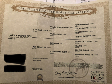 HorseID: 2302977 LAZY K PEPTO ZEN - PhotoID: 1085491