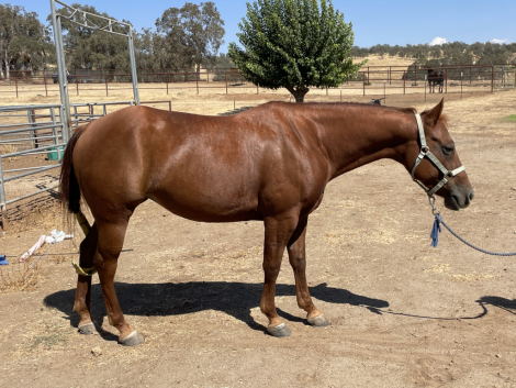 HorseID: 2302977 LAZY K PEPTO ZEN - PhotoID: 1085563