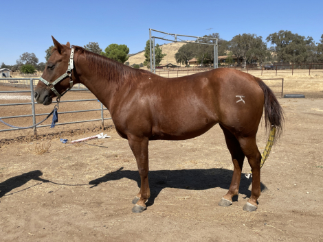 HorseID: 2302977 LAZY K PEPTO ZEN - PhotoID: 1085564