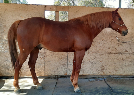 HorseID: 2302978 NU PERSUASION - - PhotoID: 1085493