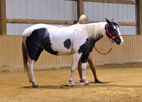 HorseID: 2302979 Echo - PhotoID: 1085492