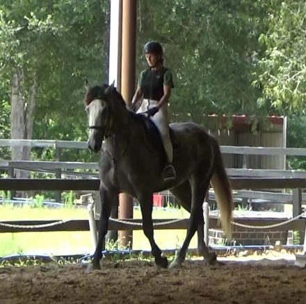 HorseID: 2302981 Yamini - PhotoID: 1085494