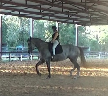 HorseID: 2302981 Yamini - PhotoID: 1085495