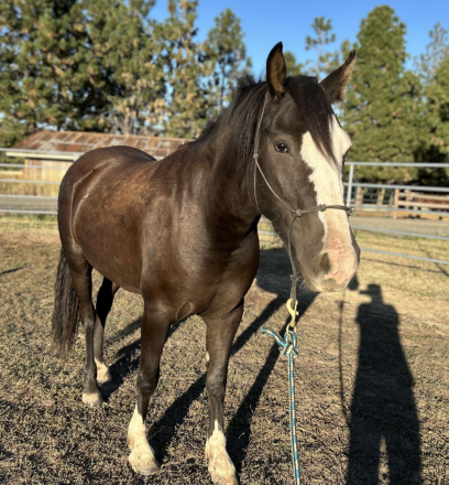 HorseID: 2302982 Camarena Whiskey Patron - PhotoID: 1085496