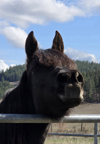 HorseID: 2302984 Ms Ferrah - PhotoID: 1085499