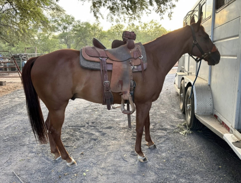 HorseID: 2302985 Short Stylin Dulce - PhotoID: 1085501