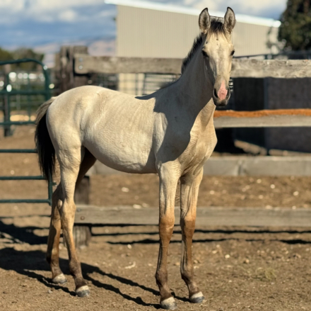 HorseID: 2302987 Echo SW - PhotoID: 1085507