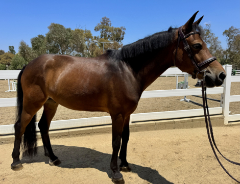 HorseID: 2302988 VIP - PhotoID: 1085509