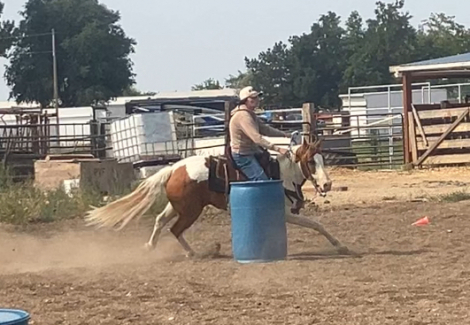 HorseID: 2302989 Chip - PhotoID: 1085510