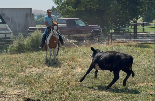 HorseID: 2302989 Chip - PhotoID: 1085511