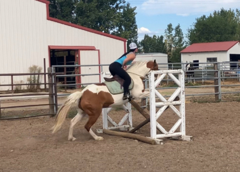 HorseID: 2302989 Chip - PhotoID: 1085512