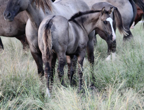 HorseID: 2302994 JUSTA SPLASH BOMB X SHINING C JAZ - PhotoID: 1085513