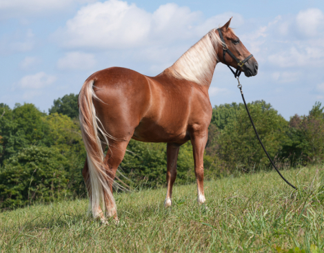 HorseID: 2303000 Mad About You - PhotoID: 1085517