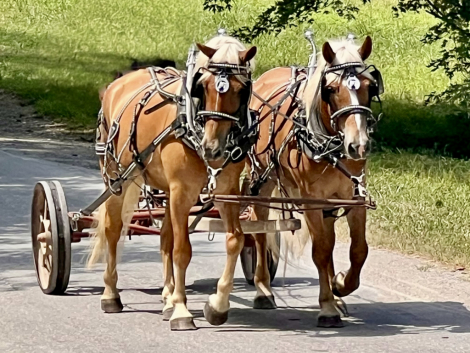 HorseID: 2303004 Haflinger X Belgian Team - PhotoID: 1085527