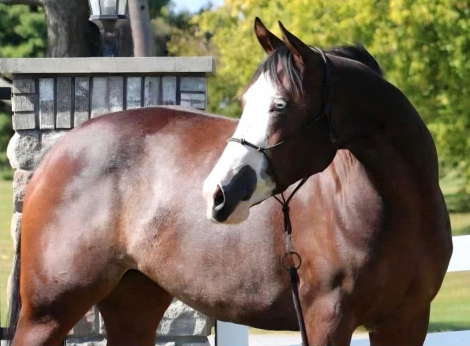 HorseID: 2303006 KATYS KORONA KLASSIC (name change pending) - PhotoID: 1085528