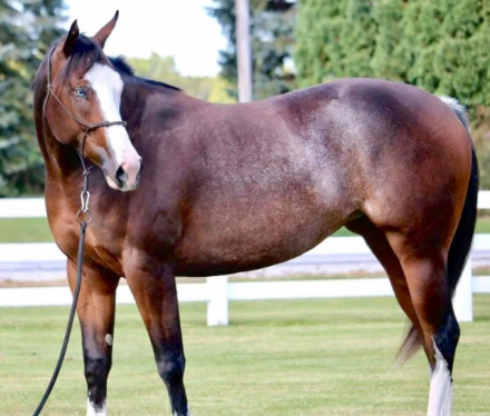 HorseID: 2303006 KATYS KORONA KLASSIC (name change pending) - PhotoID: 1085529