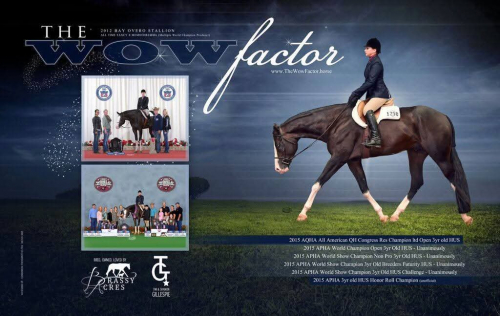 HorseID: 2303006 KATYS KORONA KLASSIC (name change pending) - PhotoID: 1085530