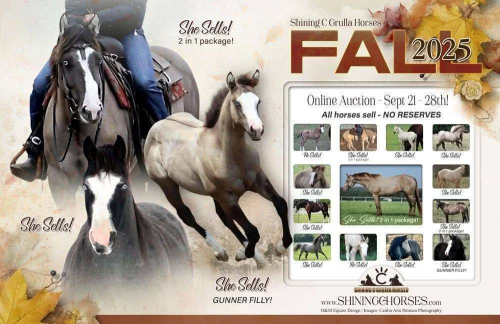 HorseID: 2303006 KATYS KORONA KLASSIC (name change pending) - PhotoID: 1085531