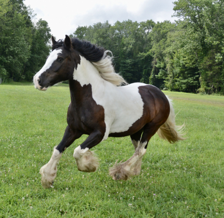 HorseID: 2303015 CR Allouette - PhotoID: 1085536