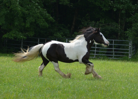 HorseID: 2303015 CR Allouette - PhotoID: 1085537