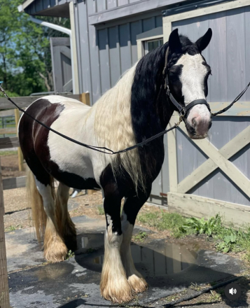 HorseID: 2303015 CR Allouette - PhotoID: 1085538