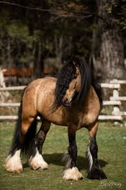 HorseID: 2303015 CR Allouette - PhotoID: 1085539